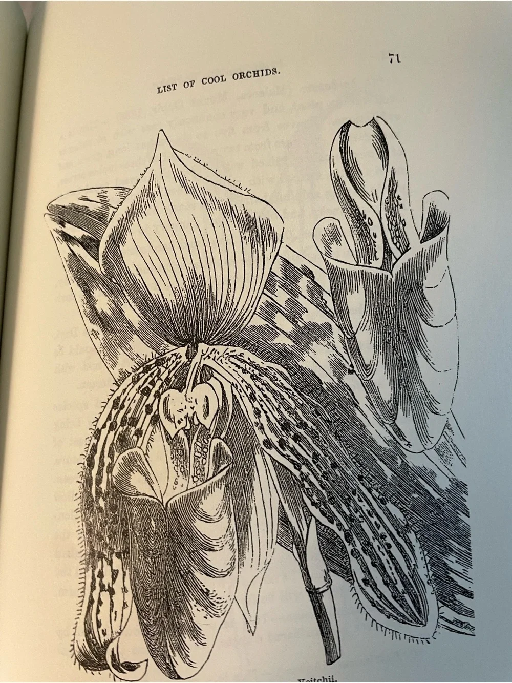 Cool Orchids and How to Grow Them by F.W. Burbidge 1874 PB Reprint Out of Print